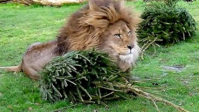 The Absolute Best Way To Recycle Your Christmas Tree