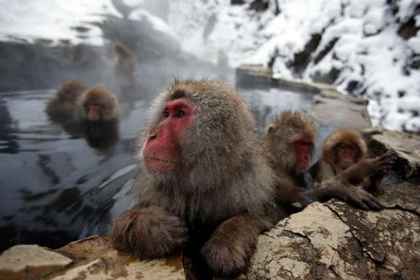 Pic Of The Day: The Most Content Snow Monkey You’ll Ever See