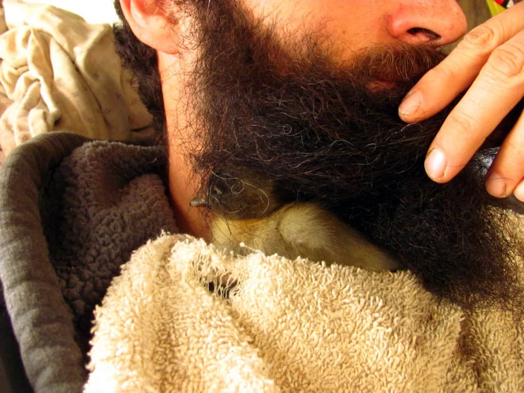 In Pictures: Meet the Man Who Hatched A Duck In His Beard