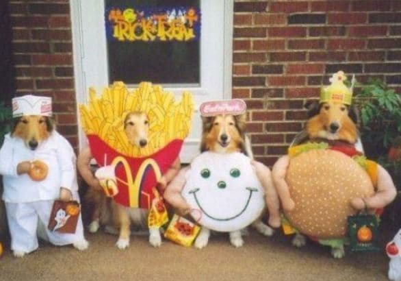 Ten of the Best Dressed-Up Animal Pictures We’ve Ever Seen