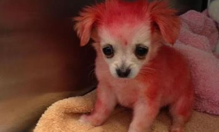 Abandoned Pink Puppy Called Candy Gets New Home