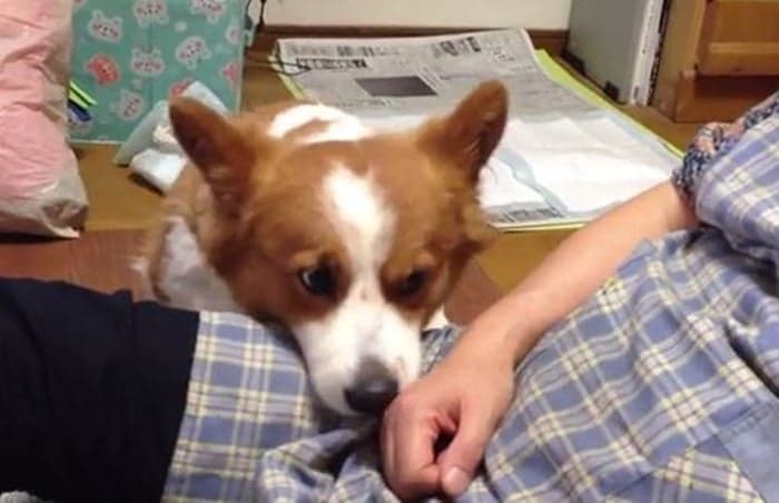 VIDEO: Cute Corgi Just Wants To Be Petted