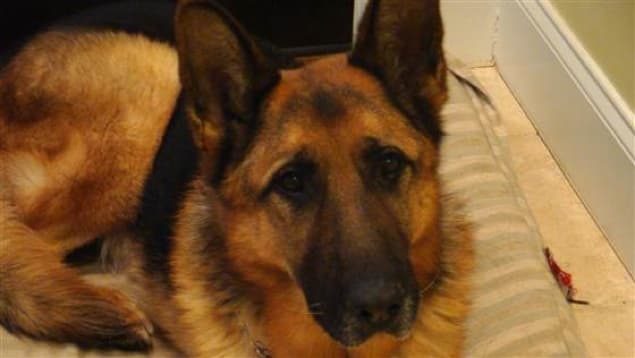 “One Last Ride” – Officer’s Heartbreaking Farewell to Man’s Best Friend