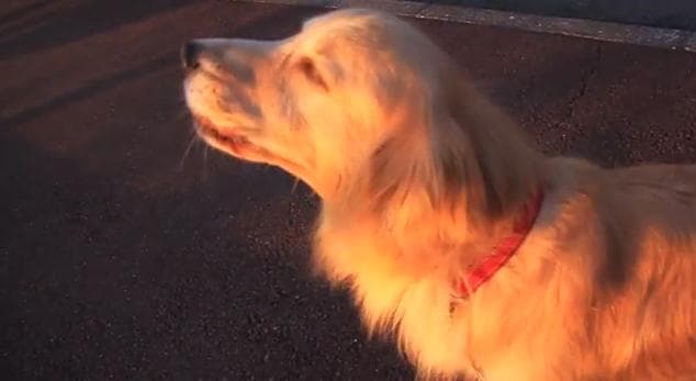 VIDEO – This Dog Is Pretty Good At Mimicking An Ambulance Siren