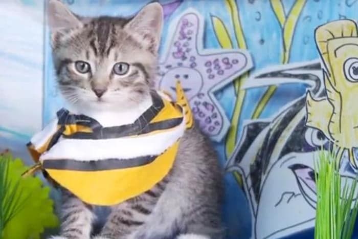 VIDEO: Finding Nemo As Told By A Kid and Some Kittens