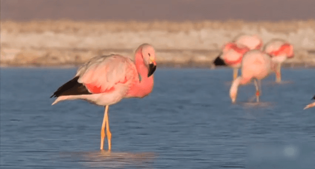 Watch: Pink Flamingos Dance to Michael Jackson’s “The Way You Make me Feel”