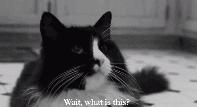 Watch: Henri the Reflective Cat Ponders Art and His Existence