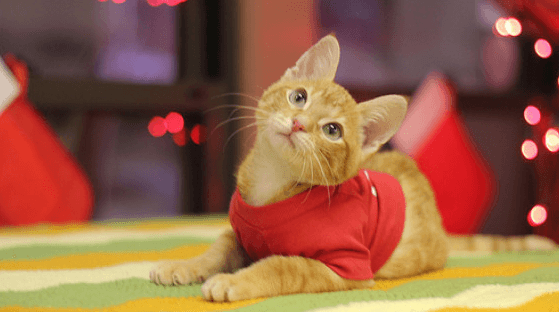 This Adorable Kitten Was Born Unable To Walk Or Stand But Look At Him Now!