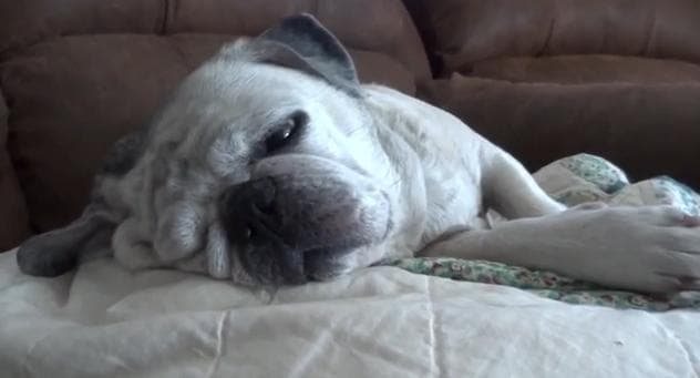 VIDEO – Feeling A Bit Tired On This Wonderful Monday? These Snoring Pugs Certainly Are