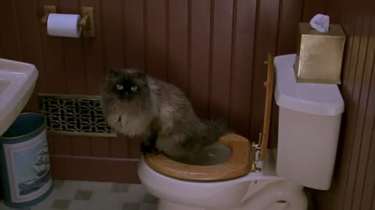 No Kitty Litter Here – Waterford Cat Will Only Use The Family Toilet