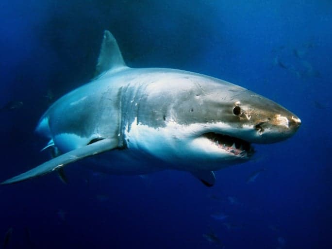 Surfer Mick Fanning Escapes Shark Attack in South Africa