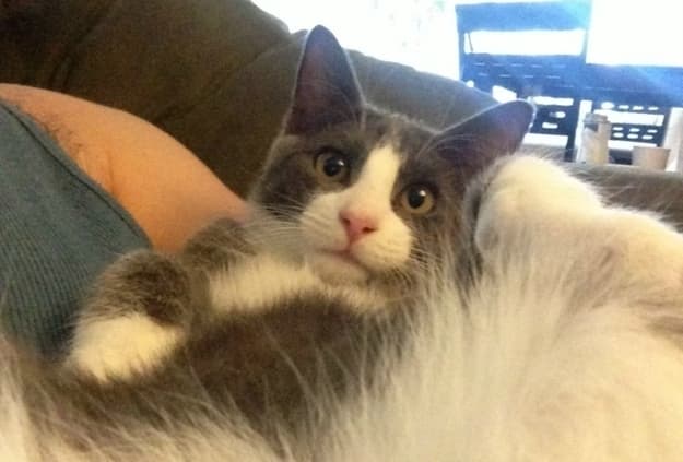 PICTURES – This Man Bought A Photoshoot With A Groupon Voucher… And Got These Amazing Photos Taken With His Kitten