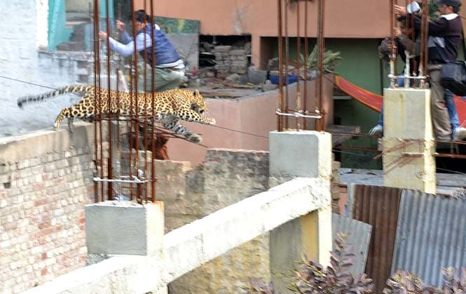 Pic Of The Day: Leopard On The Loose Terrorises Indian City
