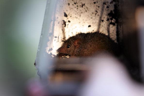 Scientists Discover A ‘Very Hairy’ Marsupial That Dies From Frantic Mating Sessions