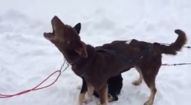 VIDEO: The “Blah Blah” Dog is One of the Greatest Things on the Internet Right Now