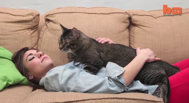VIDEO: Meet Three-Foot-Long Monster Moggy Pickles, Who Weighs About 21 Pounds