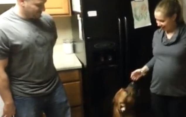 VIDEO: This Dog is Seriously Protective of This Pregnant Woman