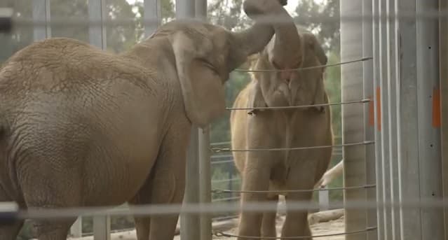 WATCH: Awww – First Meeting Of Two Elephants Creates Incredible Bond