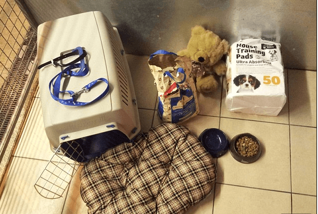 Heartbreaking Note Tied To 14-Month-Old Puppy Dumped In A Bush