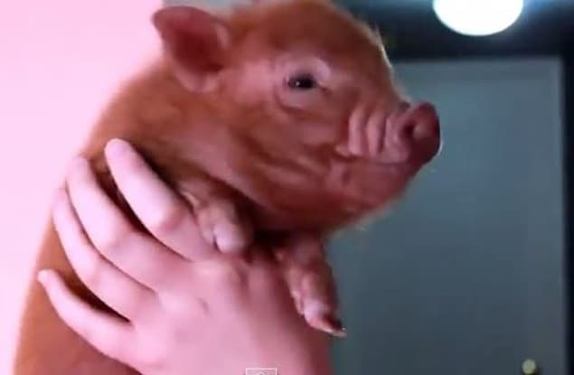 VIDEO: Compilation of Micro Pigs Acting Cute