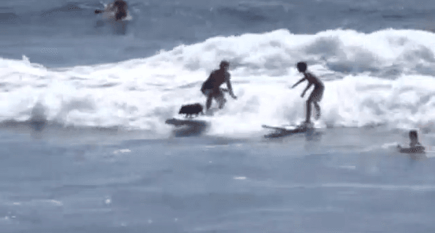 VIDEO – As Happy As A Pig In… Water – You Have To See This Surfing Pig. Yes, A Surfing Pig