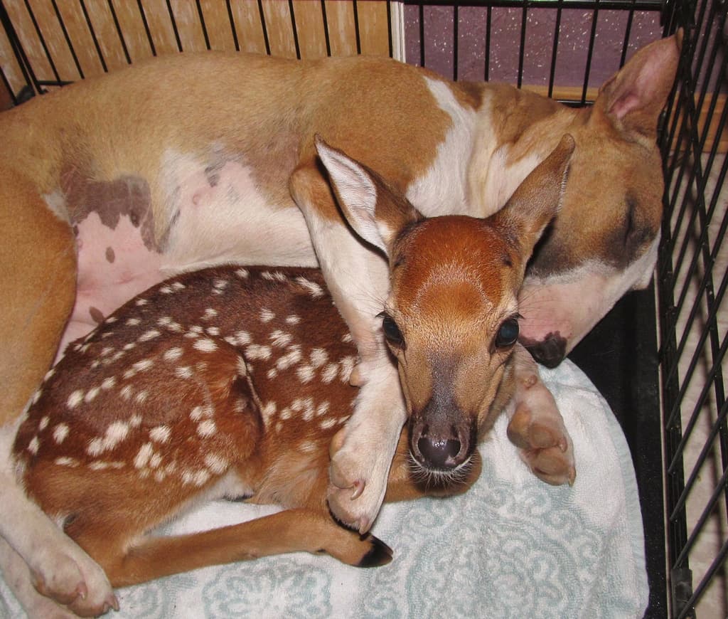 A Real-Life Disney Film: The Rocky Ridge Refuge Houses Animals Who Are The Best Of Friends