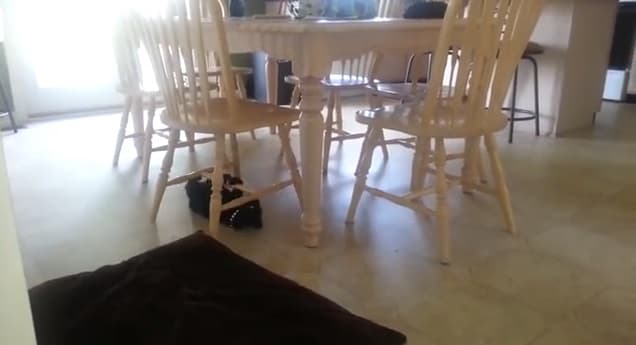VIDEO: This Crazy Cat Has An Interesting Way Of Getting Around The Kitchen