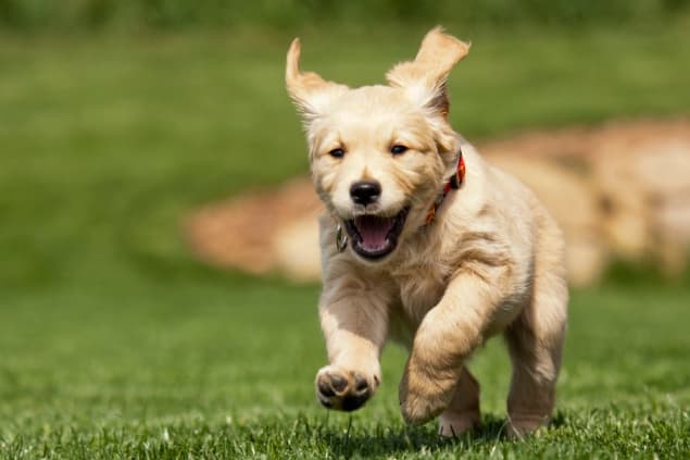 Minister For Agriculture Introduces New Animal Welfare Legislation