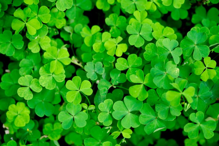 INFOGRAPHIC: St Patrick’s Day and How the Irish Took Over the World