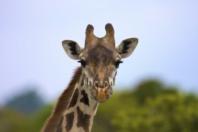 Picture: Giraffe Shares Heartbreaking Goodbye With Dying Zoo Worker