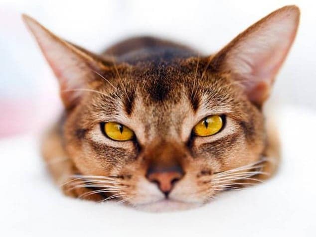 14 Things That Only Cat Owners Will Understand