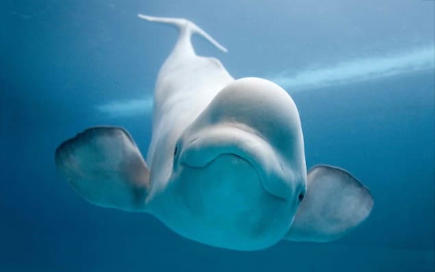 VIDEO: Beluga Whale Is Fascinated With Man Playing Bagpipes