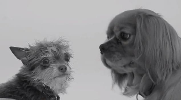 WATCH: Never Mind First Kiss…It’s All About First Sniff