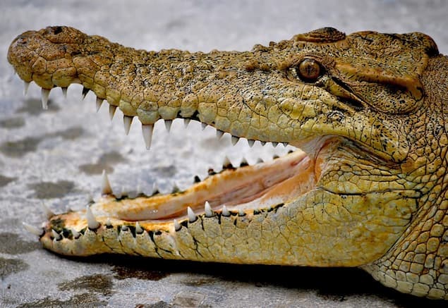 VIDEO: Daredevil Feeds A Crocodile From His Mouth