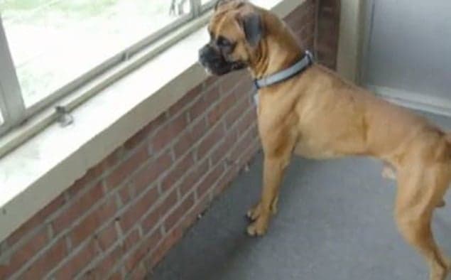 VIDEO: Boxer Dog Is Scared of a Leaf