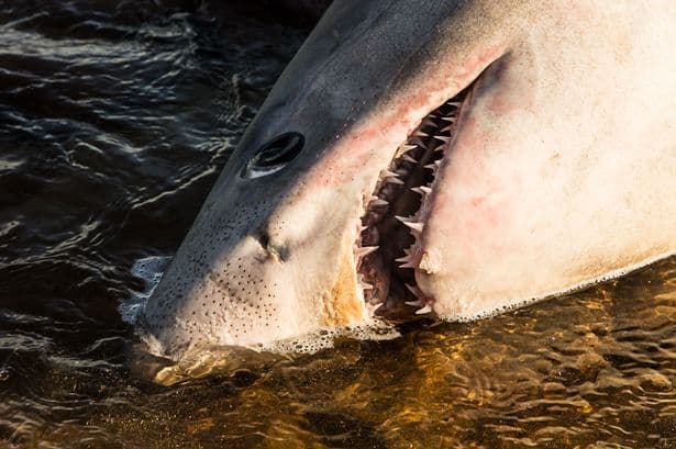 Giant Shark From The Great White Family Washes Up On A Beach In Kerry
