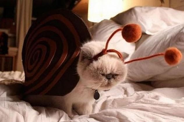 10 Unimpressed Cats That Really Deserve An Apology