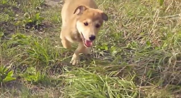 VIDEO: Look At Him Go – This Puppy Couldn’t Possibly Get Any Happier