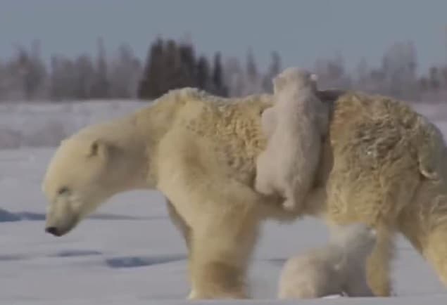 VIDEO: The Cutest Polar Bear Clip We’ve Ever Seen