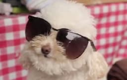That's Gas: The Funniest Video We've Seen This Week