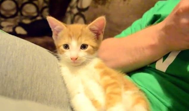 VIDEO: Sleepy Kitten Just Can’t Stay Awake