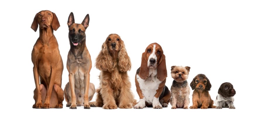 Meet the Golden Paw Nominees – Ireland’s Hero Dogs Are Up for an Award