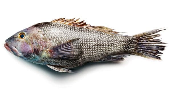 We’re Not Codding: Fisherman Finds Dildo Inside Cod