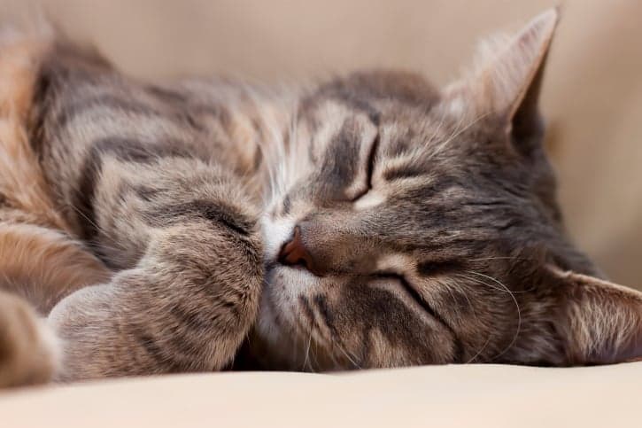 VIDEO: ‘How To Stop A Nightmare’ Might Be the Cutest Thing Ever