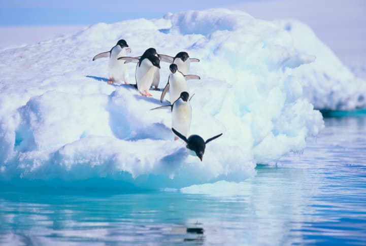 12 Reasons Penguins Are The Best