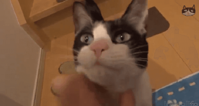 VIDEO: This Cat Proves That Not All Furry Felines Lack The Ability To Show Affection
