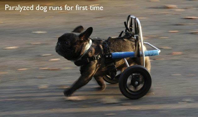 In Pictures: 11 Adorable Animals Experiencing Things for the First Time