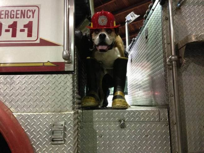 Devastated Owner Creates Bucket List For Dying Boxer Dog