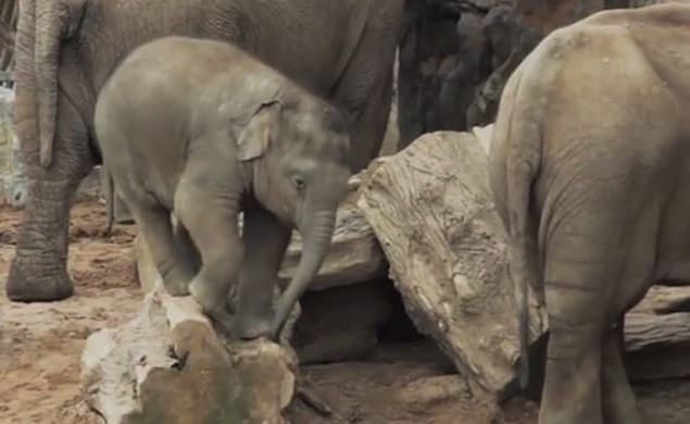 VIDEO: Cute Clip Shows Baby Elephant Stuck On A Log