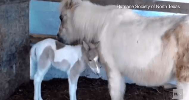 VIDEO: Meet The Pony Who Saved Her Foal Trapped In a Barn Fire